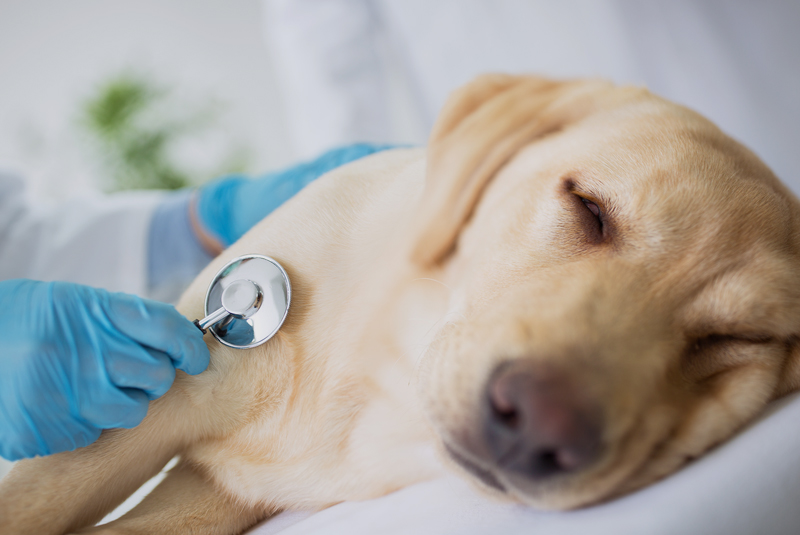 Une jeune femme et son chien dans la salle d'attente de la clinique vétérinaire